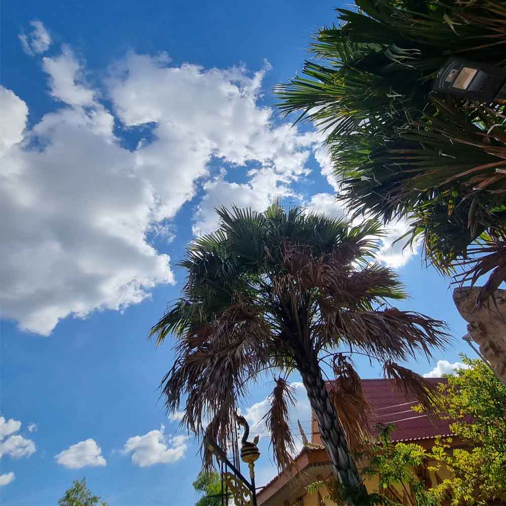 ต้นชะโนดใน คำชะโนดอุดรธานี